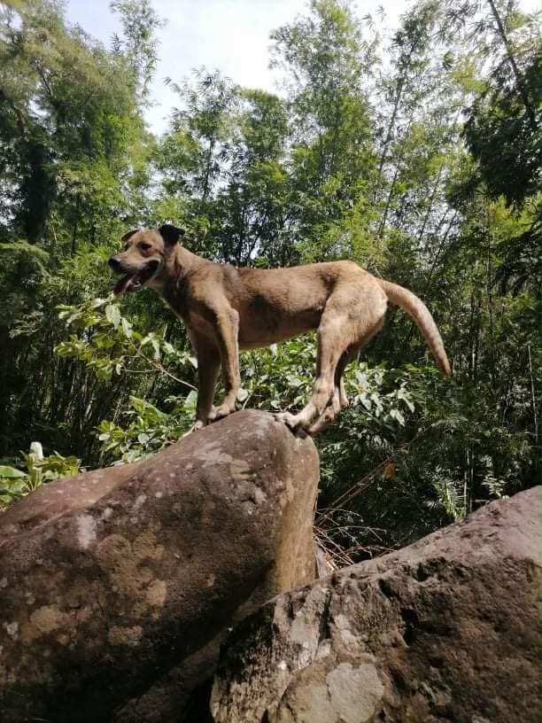 Brix After Rescue