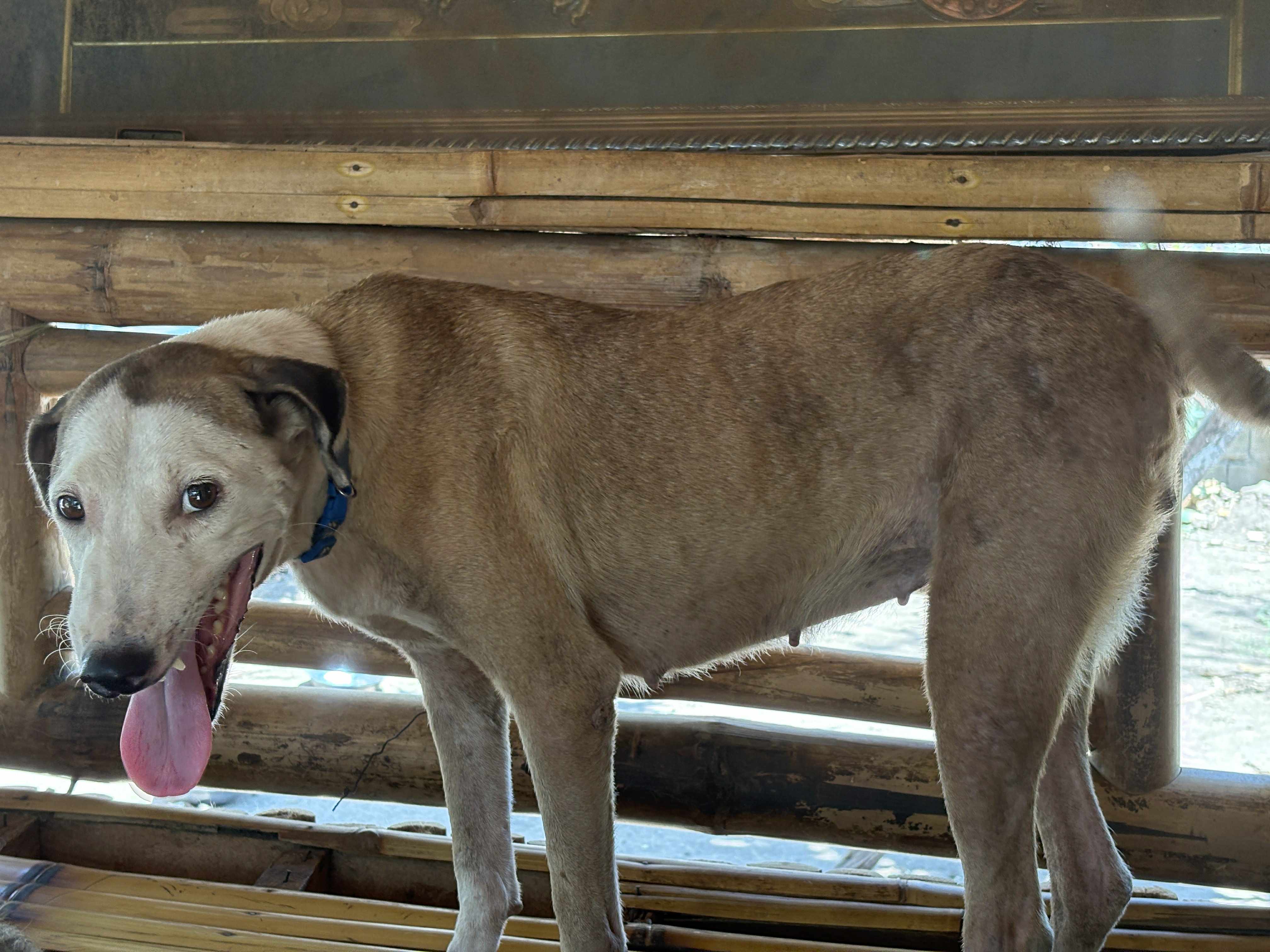 Candy After Rescue