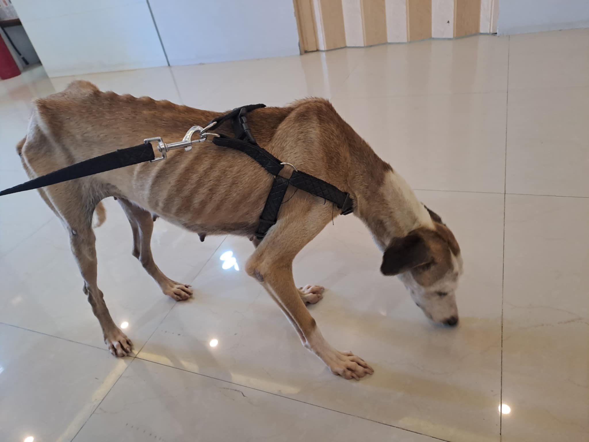 Candy Before Rescue